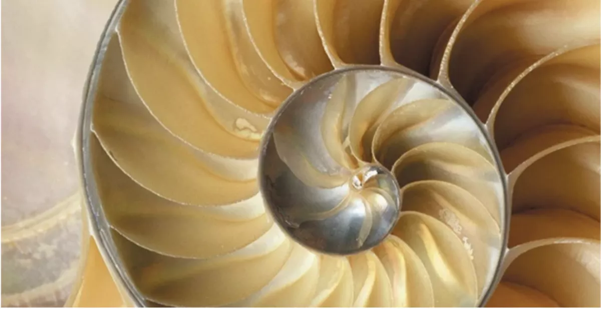 Mathématiques dans la nature